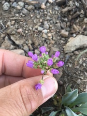 Phoenicaulis cheiranthoides