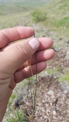 Ptilagrostis junatovii