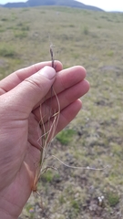 Ptilagrostis junatovii