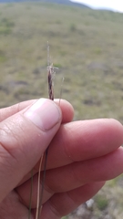 Ptilagrostis junatovii