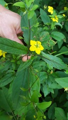 Lysimachia quadriflora