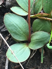 Micranthes aprica