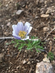 Anemone drummondii