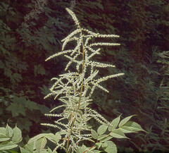 Aruncus dioicus acuminatus