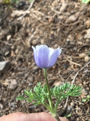 Anemone drummondii