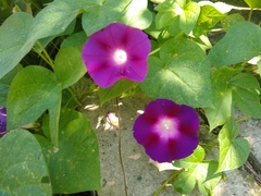 Ipomoea purpurea