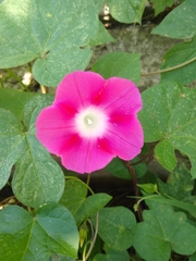 Ipomoea purpurea