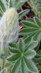 Lupinus nootkatensis