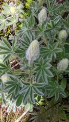 Lupinus nootkatensis