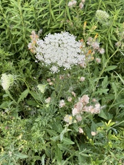 Daucus carota carota