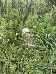 Daucus carota carota