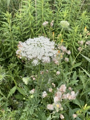 Daucus carota carota