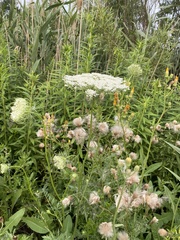 Daucus carota carota