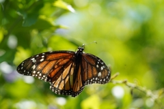 Danaus plexippus