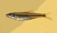 Notropis hudsonius