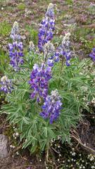 Lupinus nootkatensis