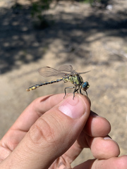 Ophiogomphus morrisoni