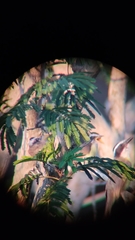 Pitangus sulphuratus