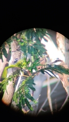 Pitangus sulphuratus