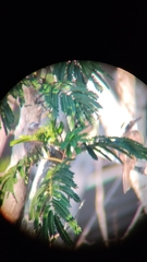 Pitangus sulphuratus