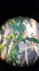 Pitangus sulphuratus