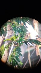 Pitangus sulphuratus