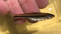 Notropis hudsonius