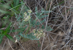 Vesper macrorhizus