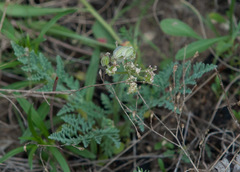 Vesper macrorhizus