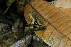 Hemeroplanes ornatus