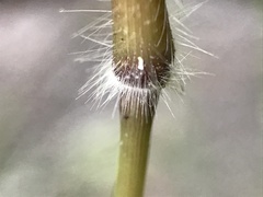 Dichanthelium mattamuskeetense