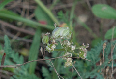 Vesper macrorhizus
