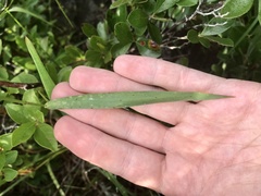 Dichanthelium mattamuskeetense