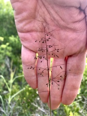 Dichanthelium mattamuskeetense