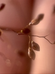 Dichanthelium mattamuskeetense