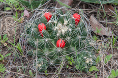 Escobaria missouriensis