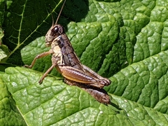 Asemoplus montanus