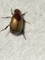 Callistethus marginatus