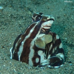 Thaumoctopus mimicus