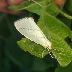 Leuculodes lacteolaria