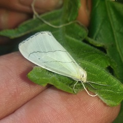 Leuculodes lacteolaria