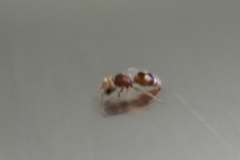 Pseudomethoca bequaerti