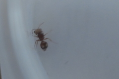 Pseudomethoca bequaerti