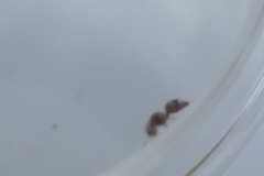 Pseudomethoca bequaerti