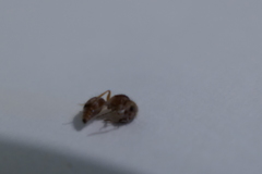 Pseudomethoca bequaerti