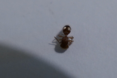 Pseudomethoca bequaerti