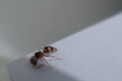 Pseudomethoca bequaerti