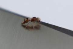 Pseudomethoca bequaerti