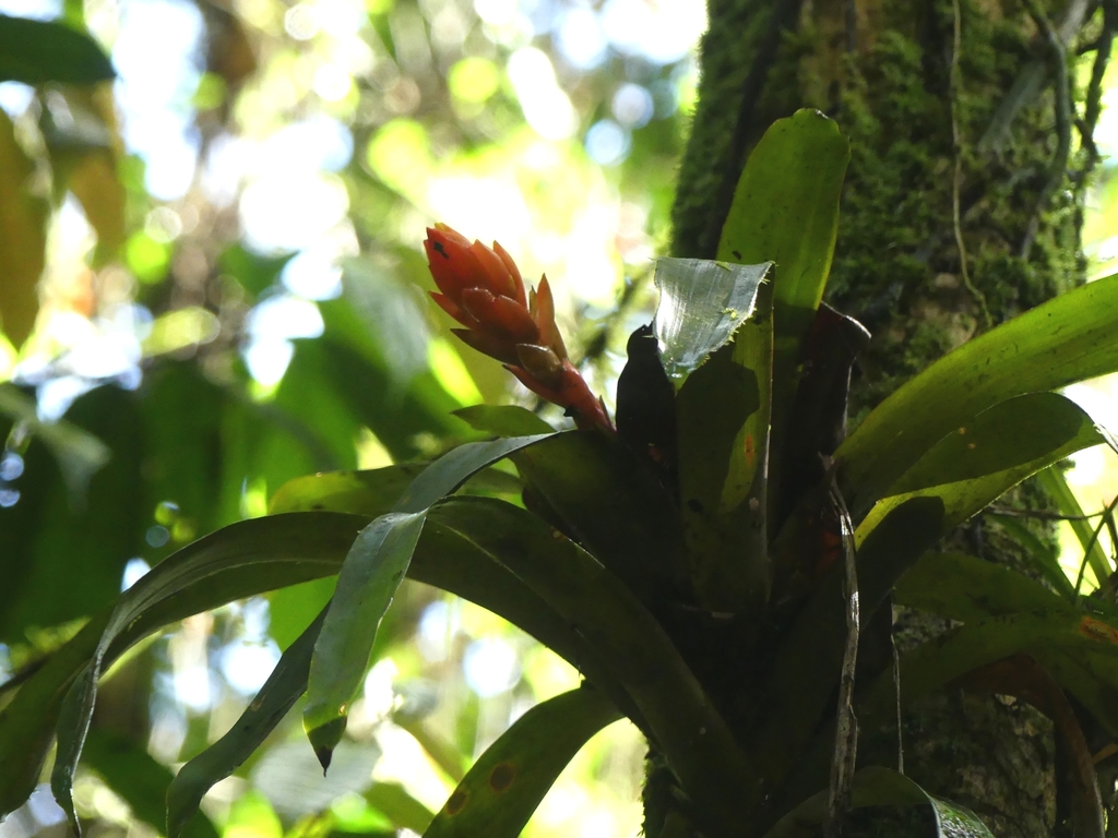 Guzmania melinonis; photograph (c) Guillaume Delaitre, some rights reserved (CC BY)