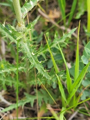 Cirsium flodmanii